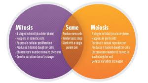 Mitosis meiosis kids worksheets google search mitosis. Mitosis Vs Meiosis Key Differences Chart And Venn Diagram Technology Networks