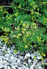 Image result for Alchemilla johnstonii