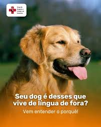 Por que meu cachorro vive com a língua de fora? Nem sempre é só charme, tem  uma explicação científica, comportamental… e em alguns casos, até médica!  Alguns cães ficam com a língua