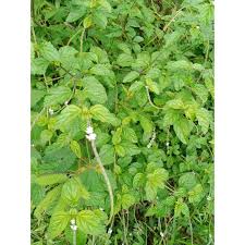 Otak ente itu mulu gan. Buy Herba Pecut Kuda Jarong Seetracker Malaysia