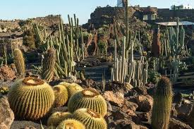 Cacti have adapted to survive in areas of low rainfall and poor soils. Lanzarote Chronicles Of Canada Slim