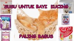 Bingung memilih susu yang cocok untuk kucing kesayangan anda? Yuk Simak 4 Susu Manusia Untuk Bayi Kucing Beserta Video