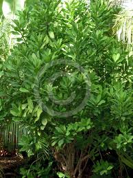 Image result for Euphorbia umbellata