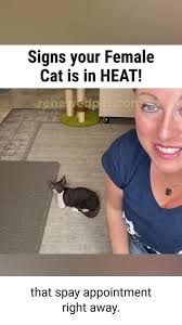 Nipple And Breast Swelling In Cats - Cat-World