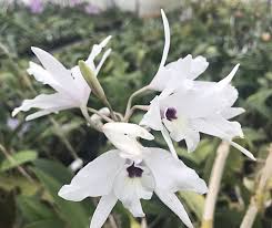 Image result for Embelia libeniana