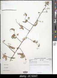 Image result for Helinus