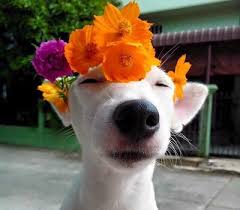 Flowers of sulfur for dogs. Dogs With Flowers Dogswflowers Twitter