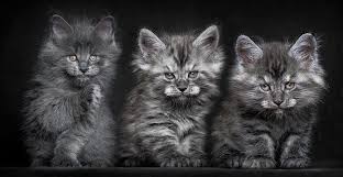 Pin On Maine Coons Love Love Love