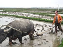 Kết quả hình ảnh cho đi cầy