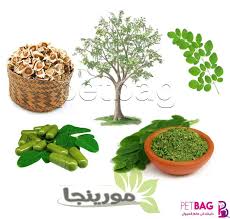 وتسخدم المورينجا كغذاء مكمل لأمراض سوء التغذية. Ù…Ø¹Ù„ÙˆÙ…Ø§Øª Ø¹Ù† Ø§Ù„Ù…ÙˆØ±Ù†Ø¬Ø§ ÙÙˆØ§Ø¦Ø¯ Ø§Ù„Ù…ÙˆØ±ÙŠÙ†Ø¬Ø§ Ø§Ù„Ù…ÙˆØ±ÙŠÙ†ØºØ§