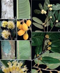 Image result for Dichapetalaceae