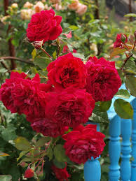 Pin On Garden View Roses