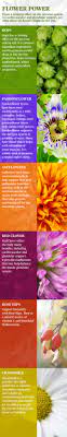 From A Calming Effect On The Nervous System To Cardiovascular And Glandular Support See What These Six Passion Flower Benefits Healing Herbs Natures Sunshine