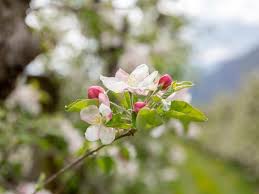 Folgende ursachen können dazu beitragen, dass der apfelbaum nicht blüht: Apfelblute Bozen Und Umgebung Sudtiroler Weinstrasse