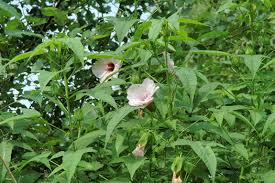 Image result for Hibiscus rhabdotospermus