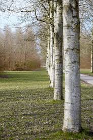 Image result for Populus ×  canescens