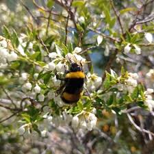 Image result for Bombus terrestris