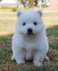 Australian Based Website Helping People Looking For Japanese Spitz Puppies For Sale To Find Japanese Spi Japanese Spitz Puppy Japanese Spitz Japanese Spitz Dog