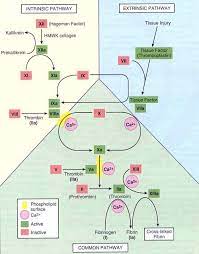 Pin By Fernanda Roisman On Physiology Medical Laboratory Science Hematology Laboratory Science