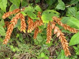Image result for Flemingia strobilifera
