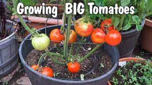 Learn how to grow big sized and high yield tomatoes in containers easily by choosing the right variety. Growing Big Tomatoes In Containers Mountain Pride Tomato Youtube