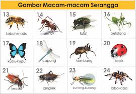 Freewaremini Serangga Gambar Hewan