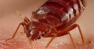 According to a survey, the most commonly infested places are the mattress (98.2%), boxspring. Everything You Need To Know About Heat Treatments For Bed Bugs