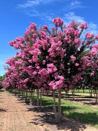 Image result for Lagerstroemia