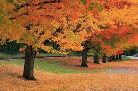 It describes the design principles and how to recreate in your garden. Drought And Climate Change Could Throw Fall Colors Off Schedule Scientific American