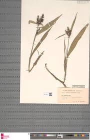 Image result for Scleria distans