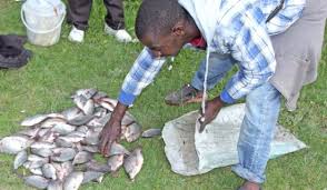 Tunapika samaki wa kuoka kwenye oven bila viungo vingi. Mapishi Jinsi Ya Kupika Ndizi Na Samaki Wa Kukaanga Taifa Leo