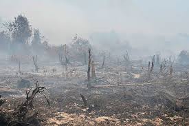 We did not find results for: Indonesia Forest Haze Reaches Ph The Manila Times
