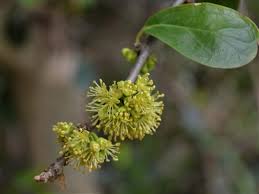 Image result for Dovyalis hispidula