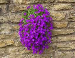 Check spelling or type a new query. Growing Aubrieta