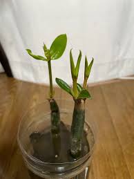 種から双子っぽいオヒルギを育てる｜そだレポ（栽培レポート）byChuwan｜みんなの趣味の園芸