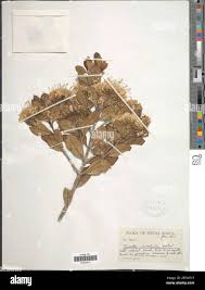 Image result for Pavetta johnstonii