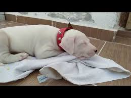 Dogo Baileys Youtube