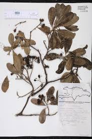 Image result for Canellaceae