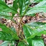 Image result for Massularia acuminata