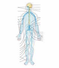 It generates, modulates and transmits information in the human body. Blank Nervous System Diagram The Brain Is The Destination For Information Gathered By