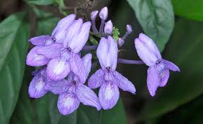 Image result for Pseuderanthemum