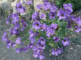 Image result for eustoma maurine