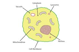 Maybe you would like to learn more about one of these? Structure Of An Animal Cell Science Learning Hub