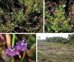 Image result for Mesanthemum africanum