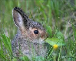 Check spelling or type a new query. Snowshoe Hare Baby Photo Tom Munson Photos At Pbase Com