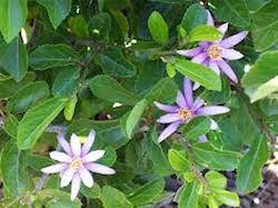 Image result for Pentanisia prunelloides