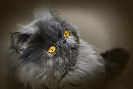 Gato Persa - Foto gratis en Pixabay