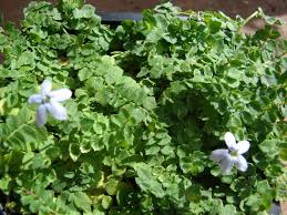 Isotoma fluviatilis, commonly known as swamp isotome or blue star creeper, is a small herbaceous perennial in the family campanulaceae. Isotoma Fluviatilis Wikipedia