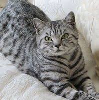 Black And Grey Tabby Kittens Jorjeez Black Silver Tabbies Spotted British Shorthair Cats Kittens Jorjeez Cats Kitte British Shorthair Cats British Shorthair Kittens British Shorthair