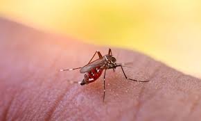 For other uses, see dengue fever (disambiguation). Dengue Fever Vaccine Shown To Have 80 Percent Efficacy